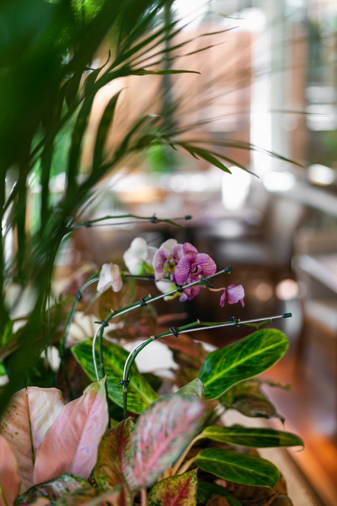 2025-08-02-03_bourbon_foz_taroba_IMG_8745-10 (1)